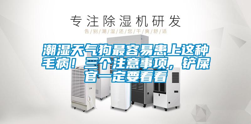 潮濕天氣狗最容易患上這種毛??！三個(gè)注意事項(xiàng)，鏟屎官一定要看看