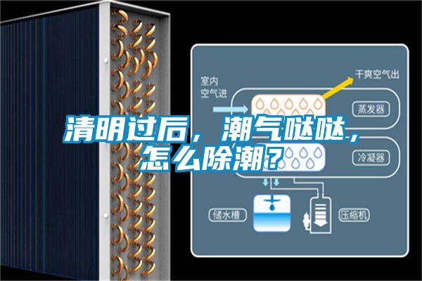 清明過(guò)后，潮氣噠噠，怎么除潮？