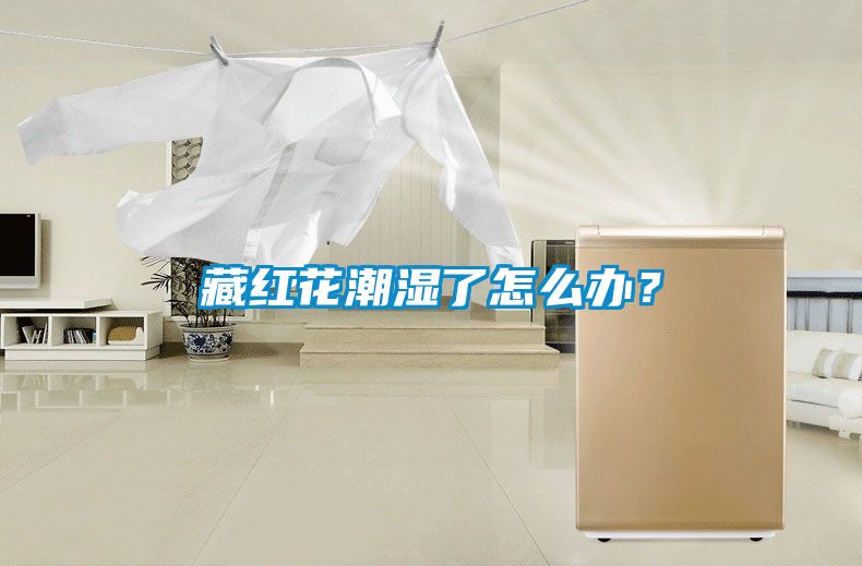 藏紅花潮濕了怎么辦？